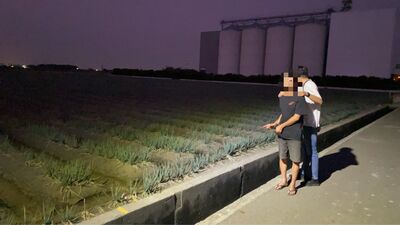 把蔥田當提款機！19次摸黑狂割1000公斤變現　彰化男下場曝