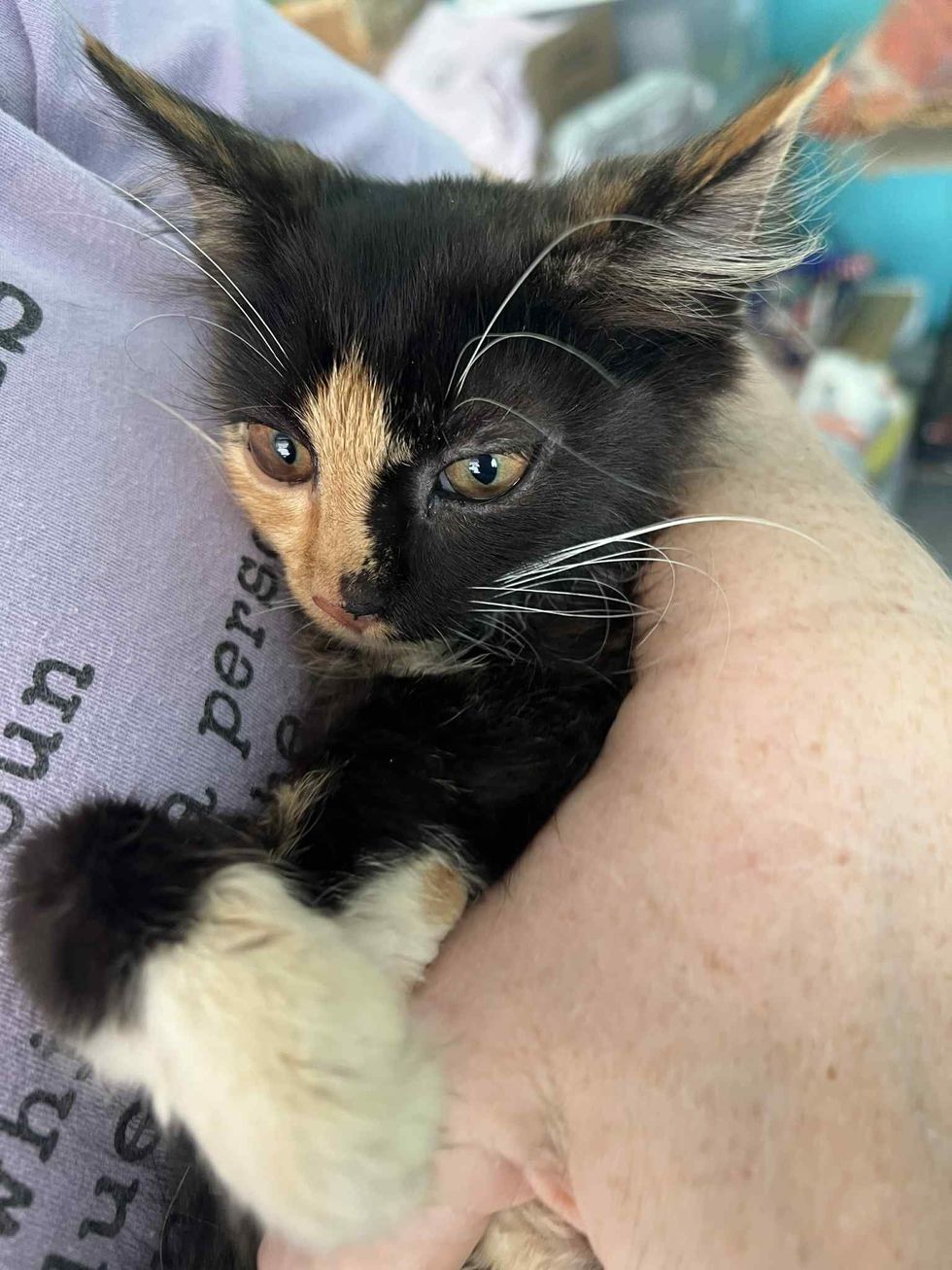 calico kitten cuddles arms