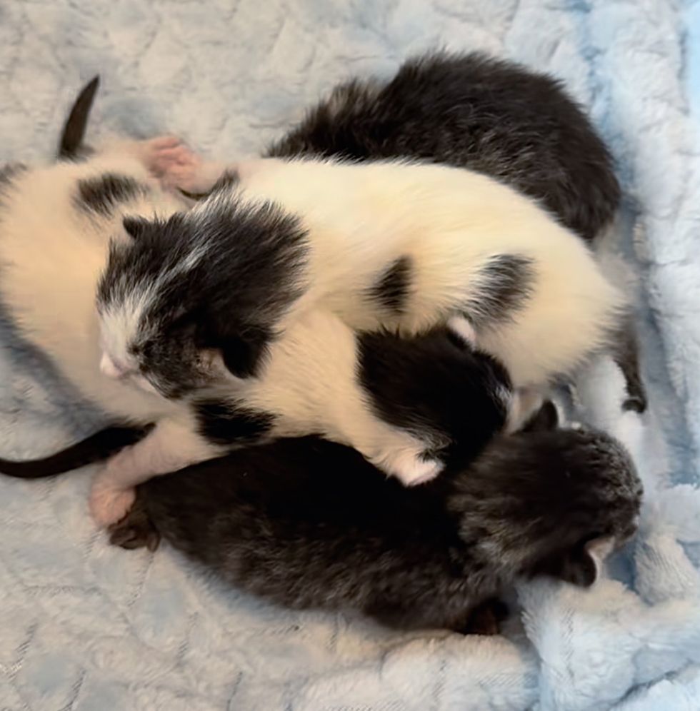 newborn kittens moving
