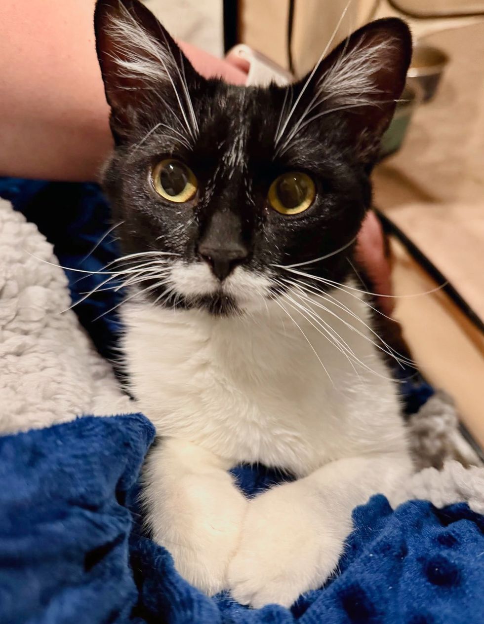 snuggly affectionate cat