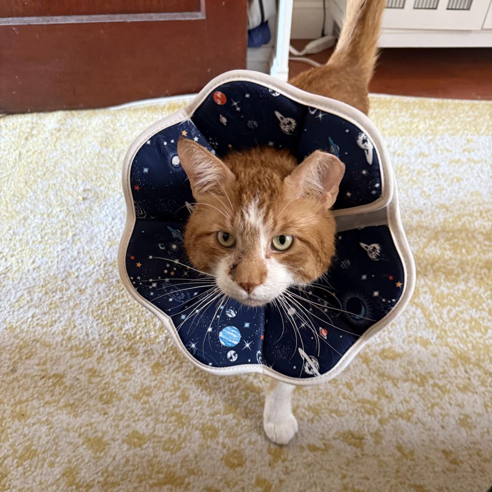 rescued cat orange home