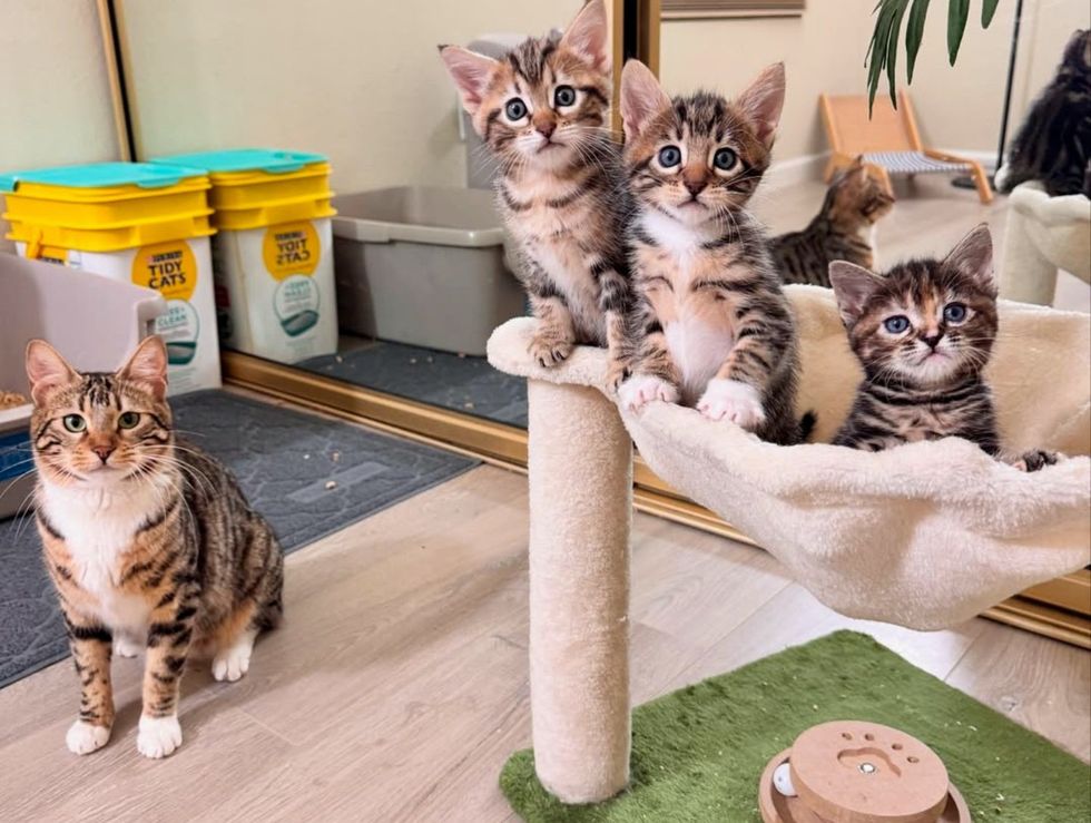tabby cat kittens