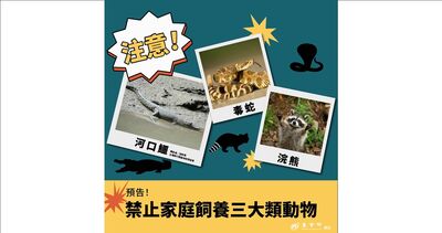 特寵禁養2／名單縮減至641種！農業部急滅火：現有飼主可養到終老