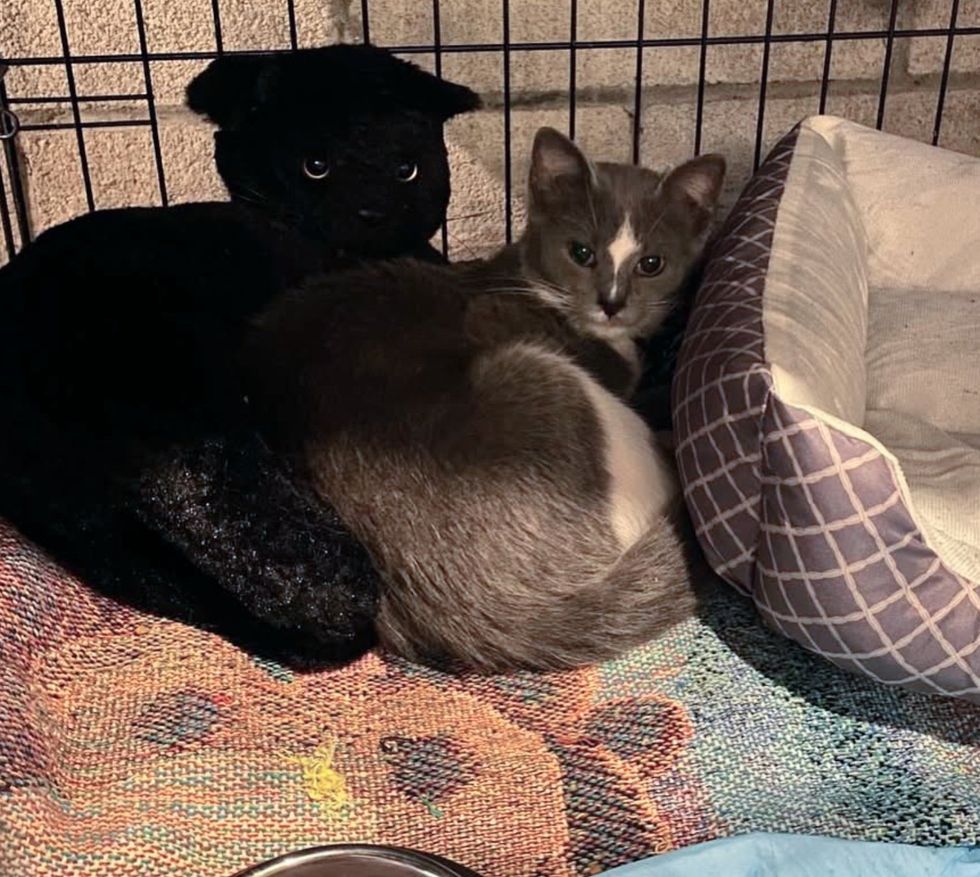 kitten snuggles stuffed animal