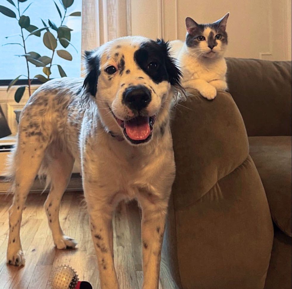 cat dog friends