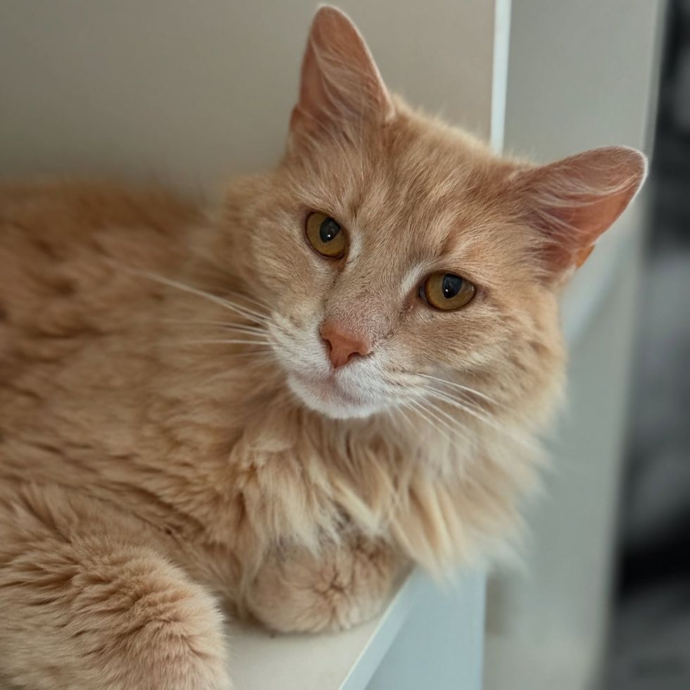 fluffy cream cat shelf