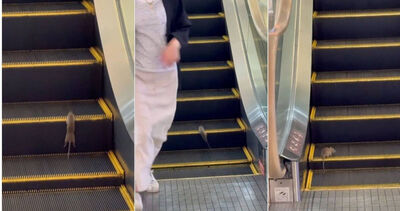 手扶梯當跑步機！百貨公司驚見「老鼠健身」　顧客笑了：真調皮