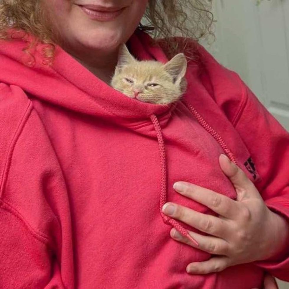 kitten snuggly sleepy