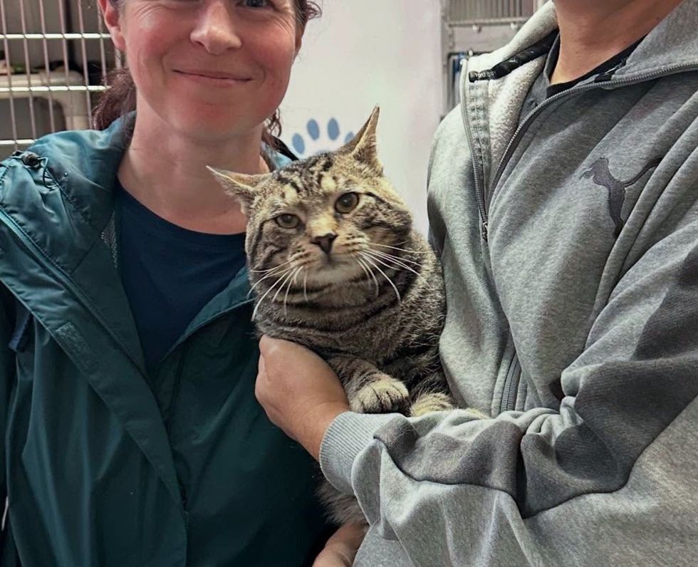 tabby cat cheeks adopted