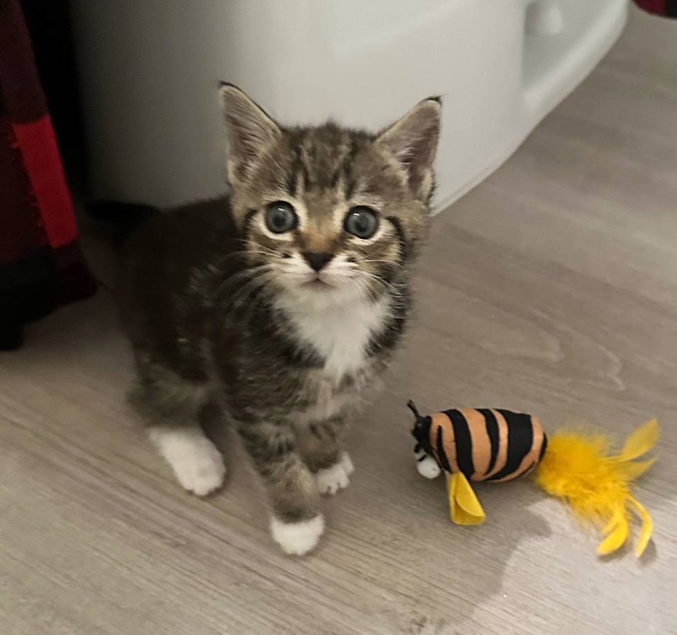 tabby cat toy playful