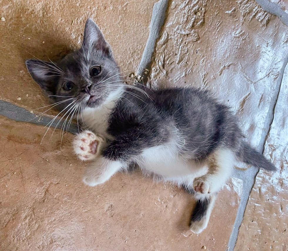 gray kitten rolling