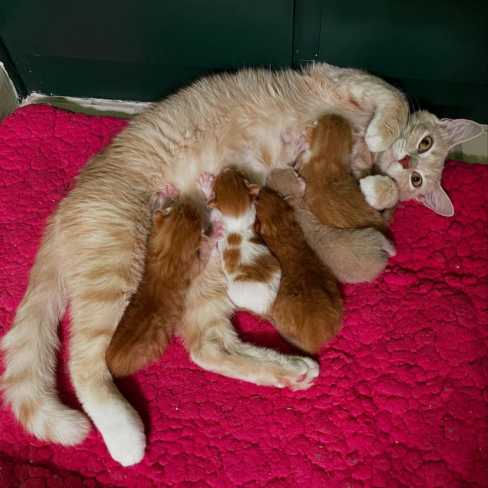 cat mom nursing kittens