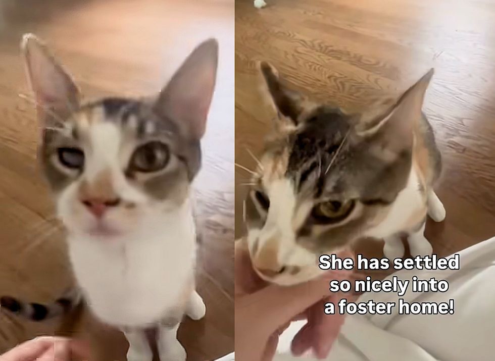 friendly cat snuggles