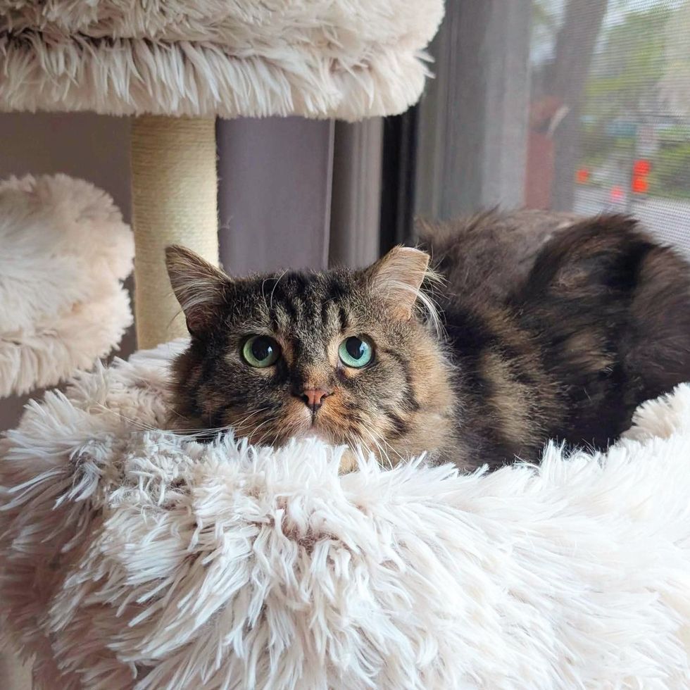 happy cat tree tabby