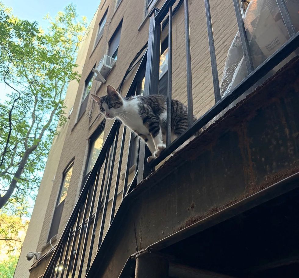 stray cat building
