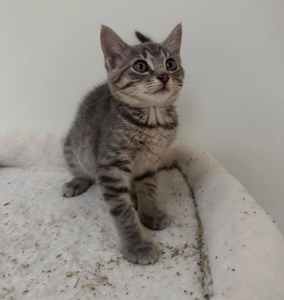 kitten cat tree catnip