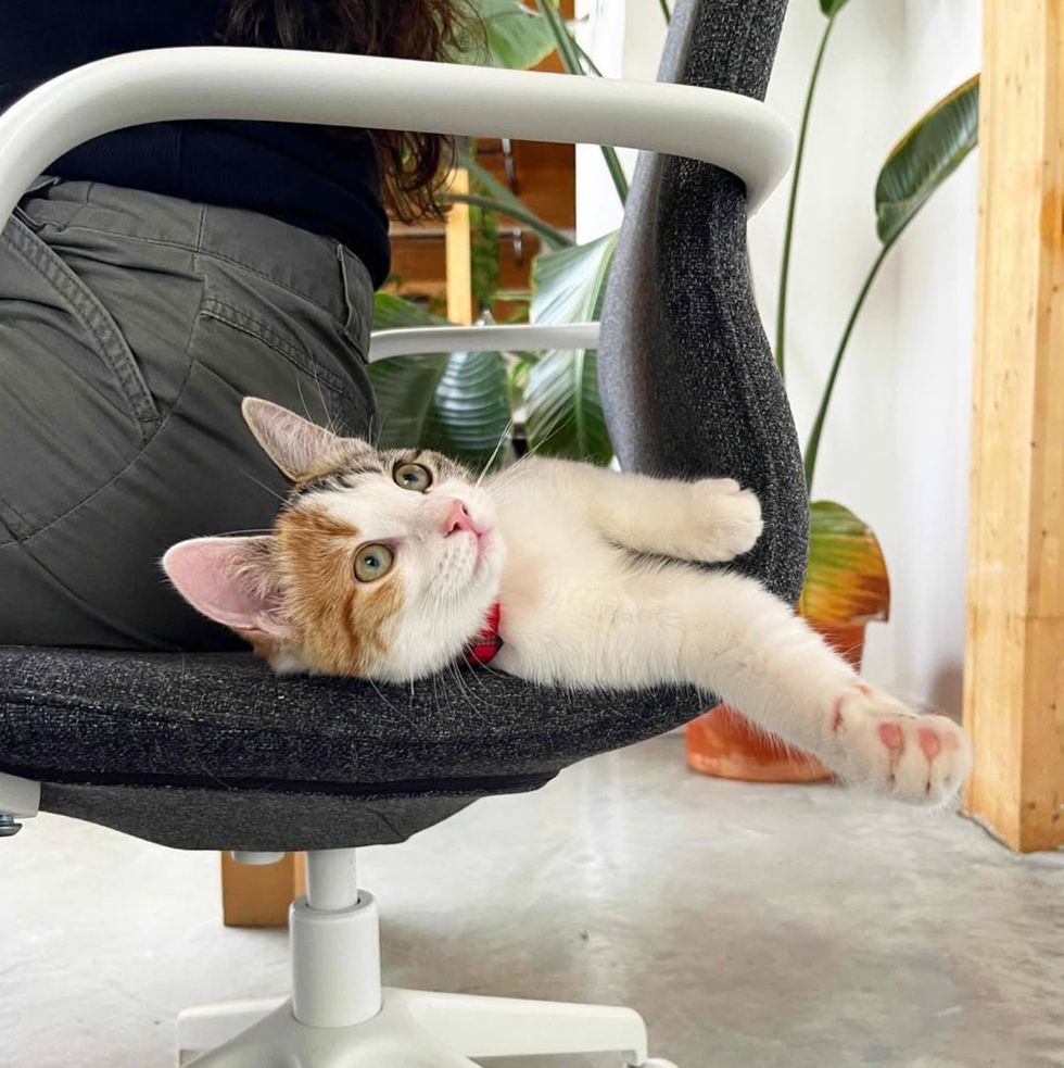 office cat calico chair