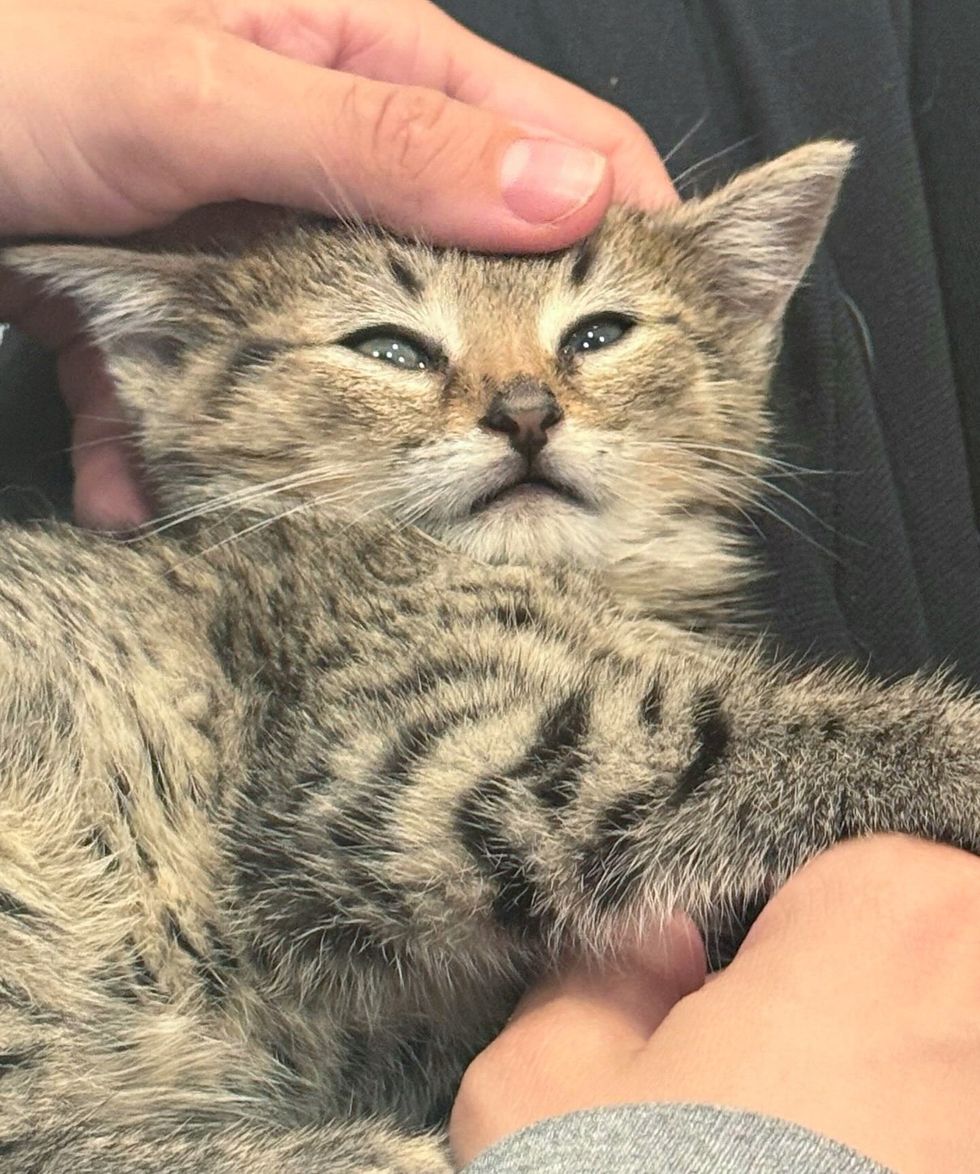 tabby kitten snuggles