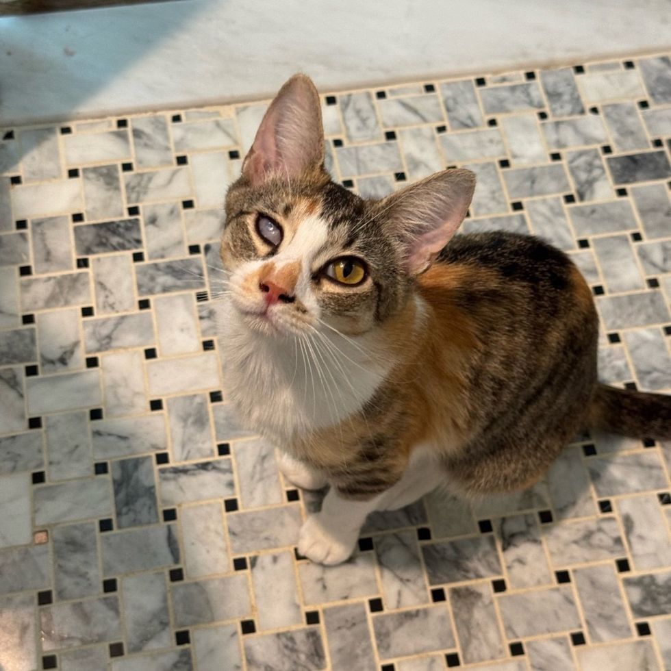 torbie cat beautiful