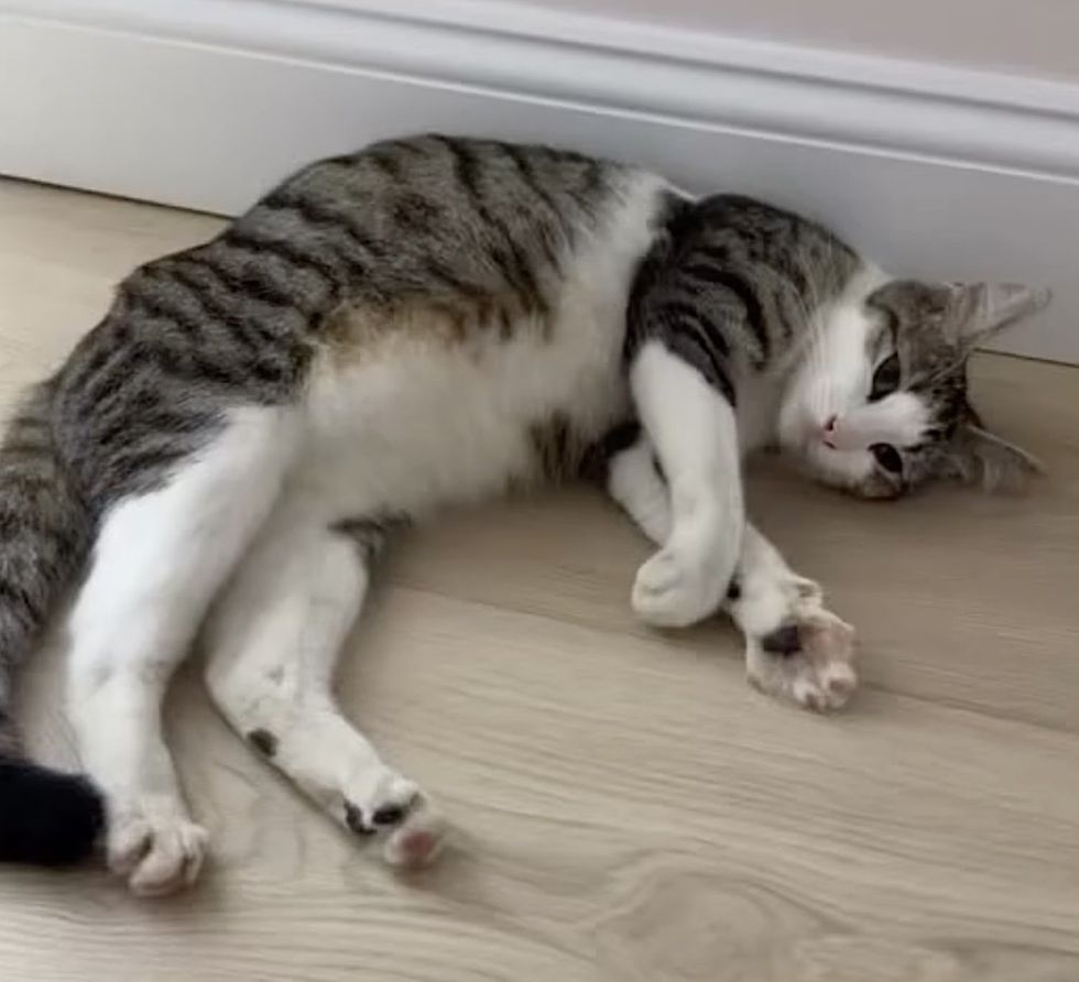 happy cat paw stretching