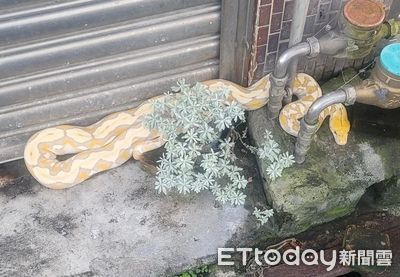 2米長超巨寵物網紋蟒逃家！民眾嚇壞　2天後趴鄰居門口被尋獲