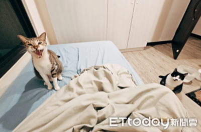 奴才半夜被揍醒！　2貓要她「把打雷關掉」還刺半甲施壓