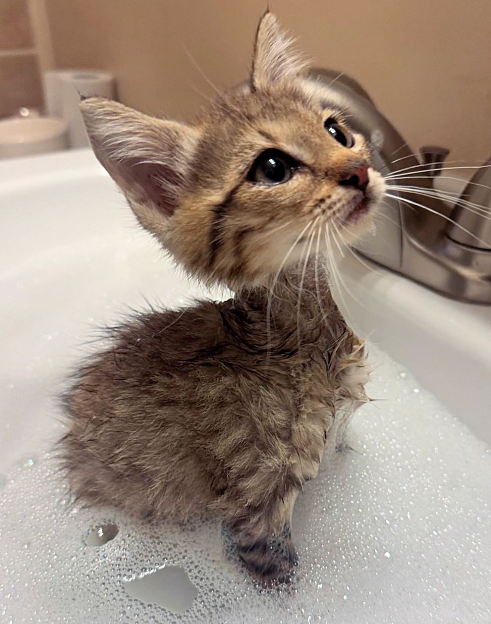 kitten first bath