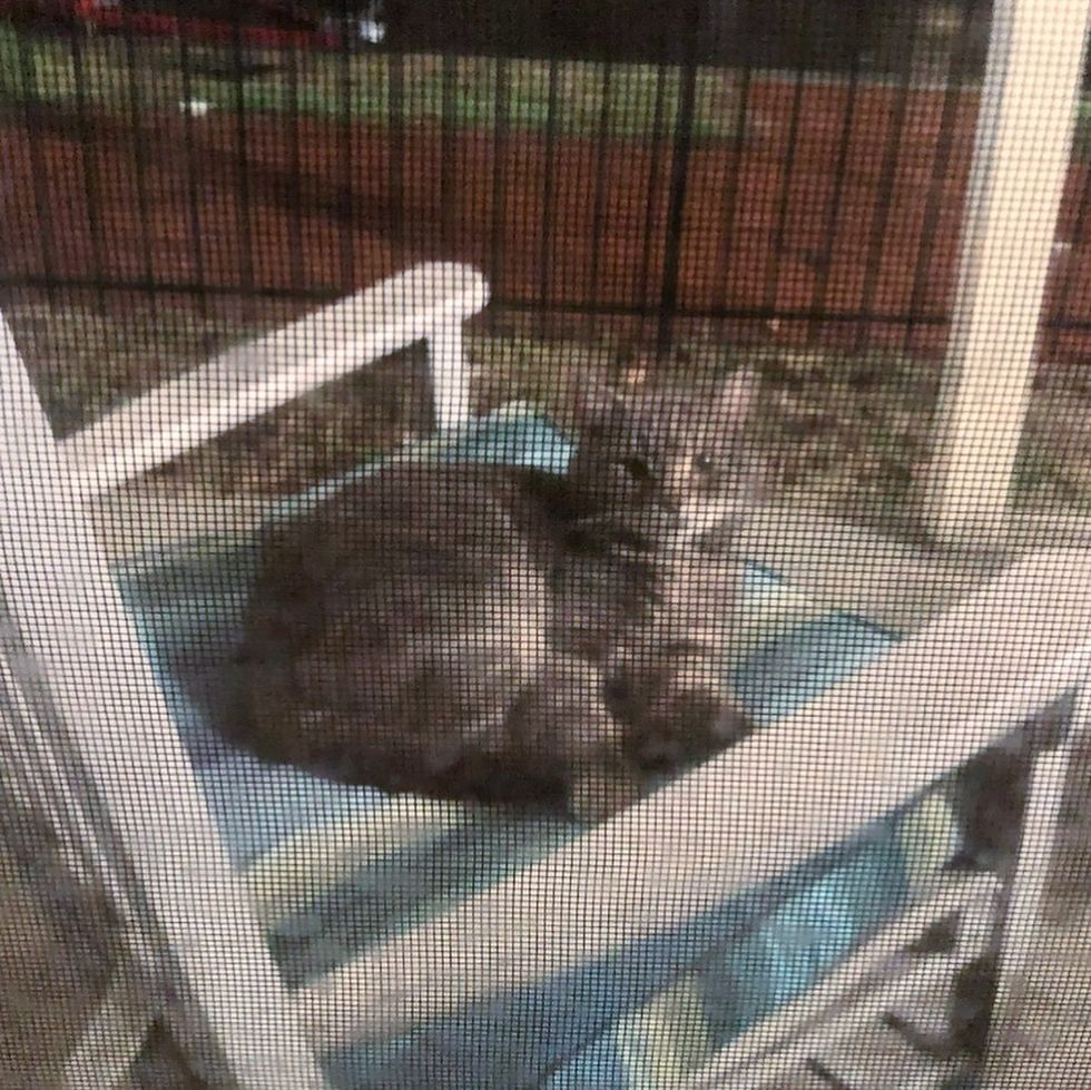 stray cat porch