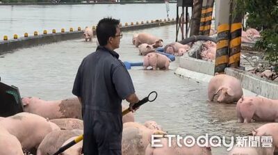 中南部暴雨「上千頭豬暴斃」沒豬可賣！全台肉品市場13日休市一天