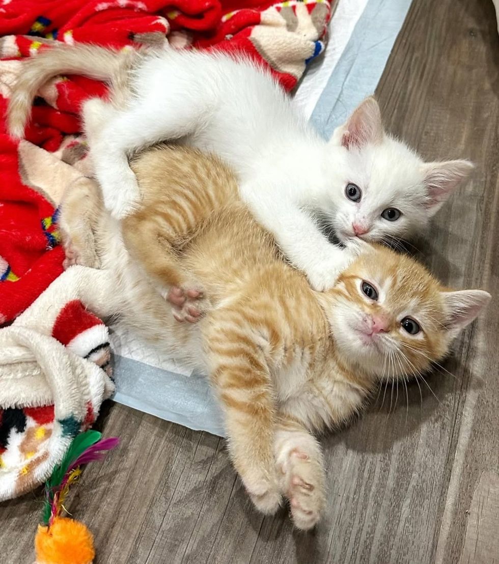snuggly kittens