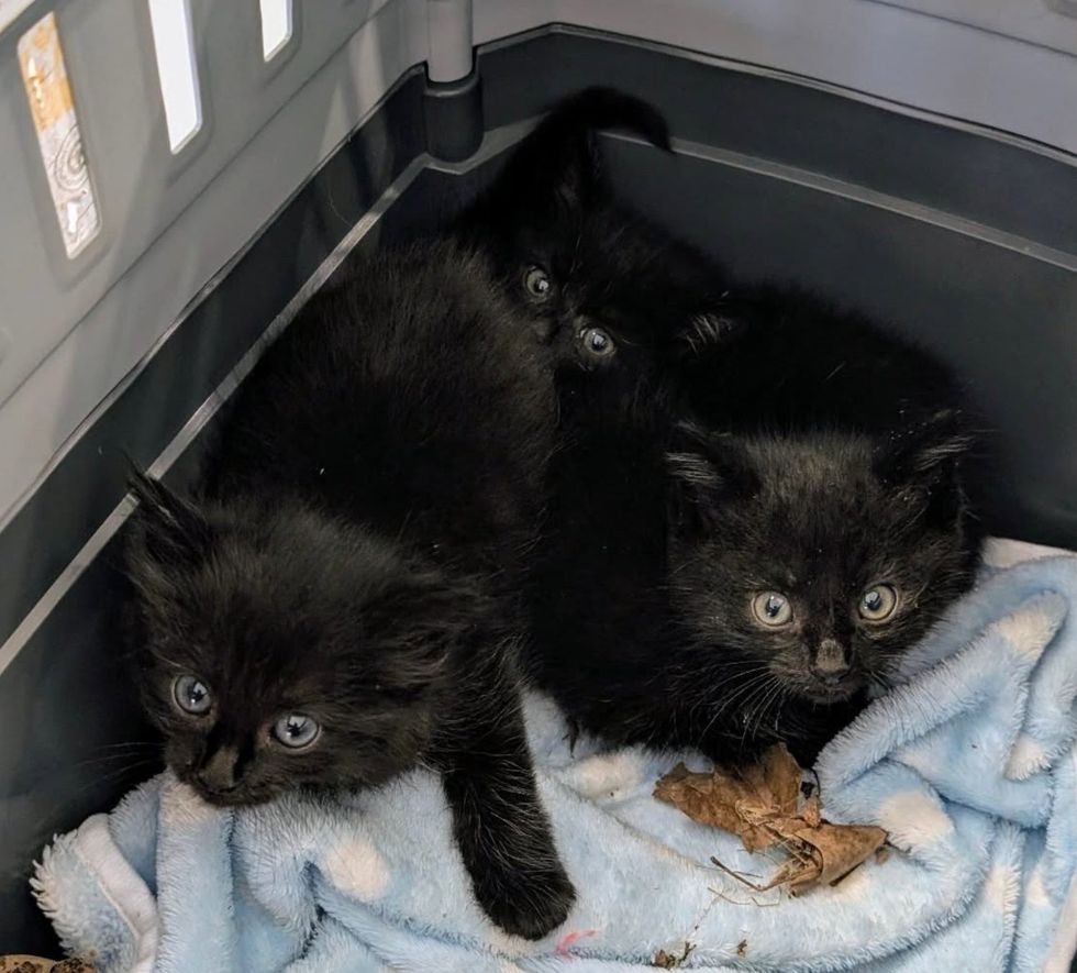 trio house panther kittens