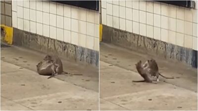 米奇對決！翻滾互咬「騰空飛撲」　44秒激戰片瘋傳