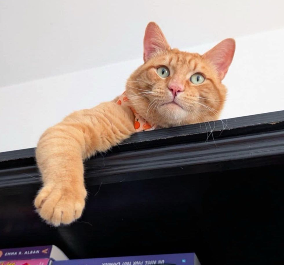 cat supervisor bookshelf