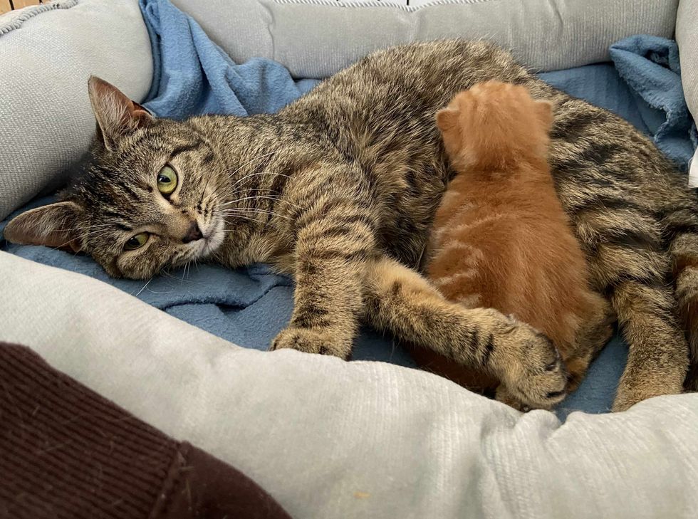 cat mom nursing kitten