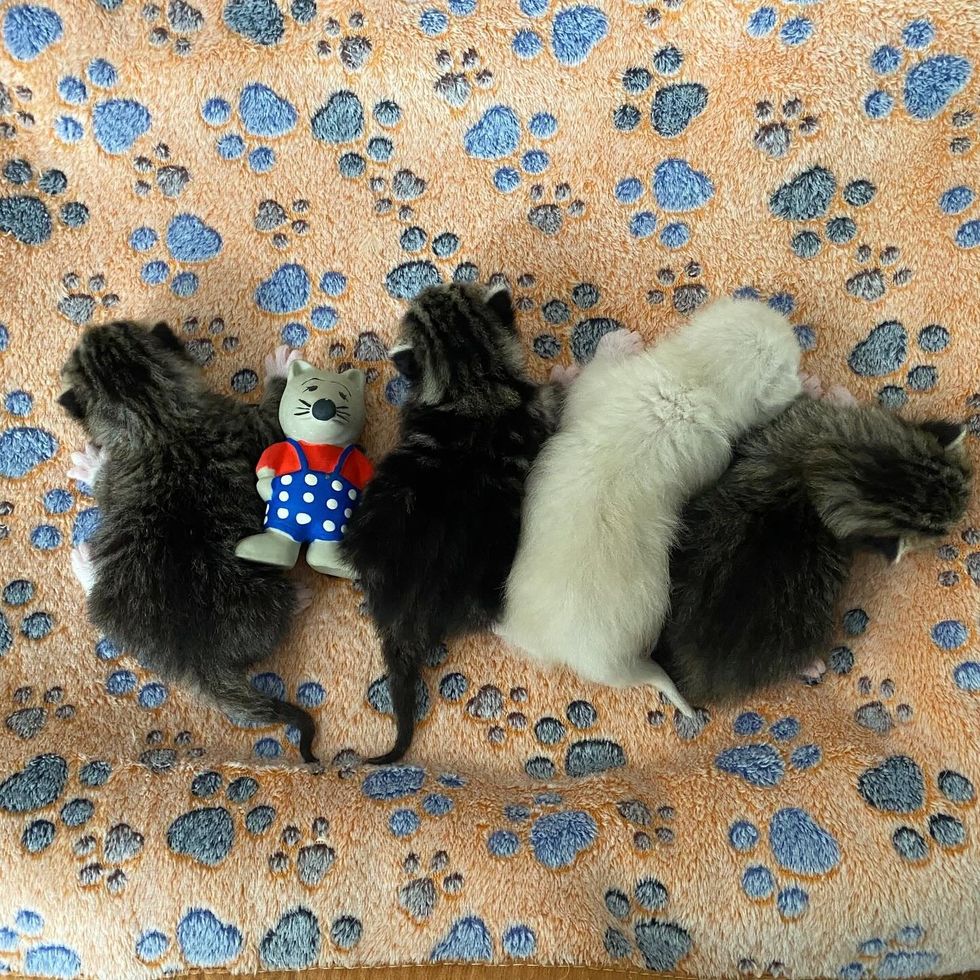 fuzzy plump newborn kittens