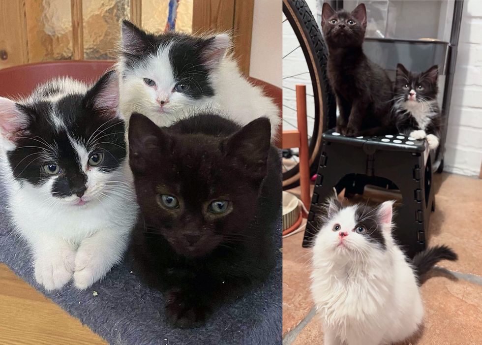 kittens playful fluffy