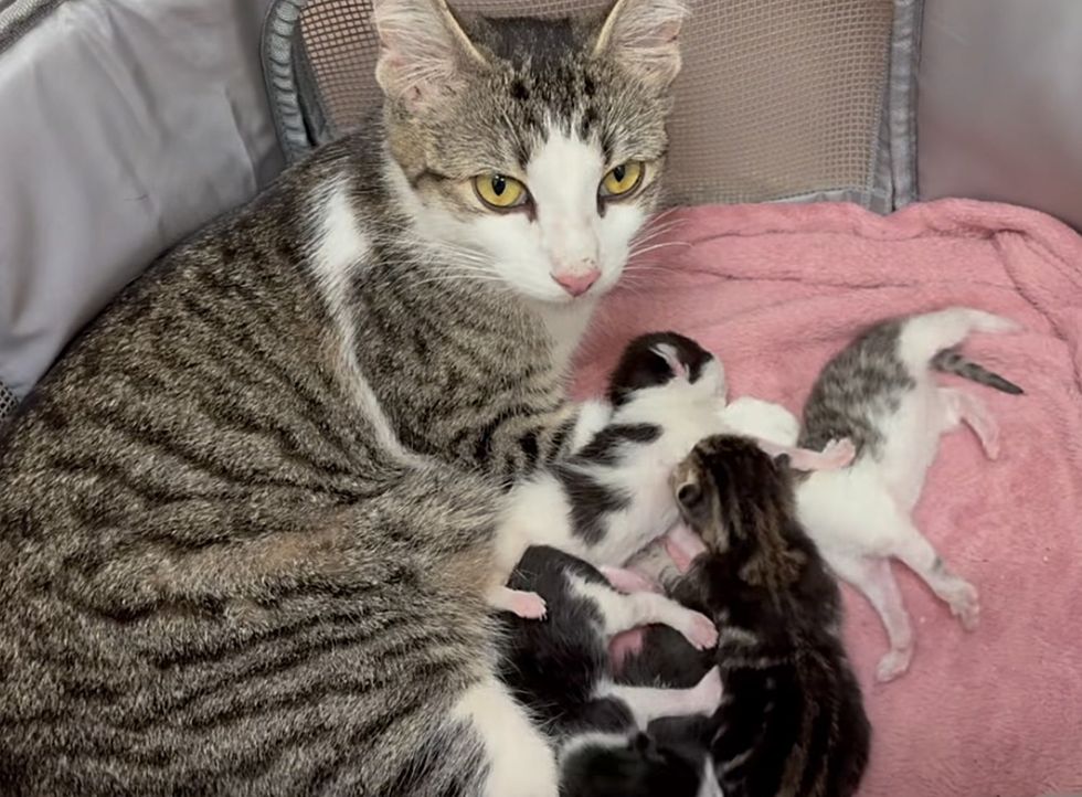 cat mother nursing kittens