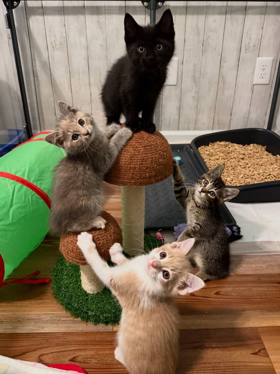 kittens playing cat tree