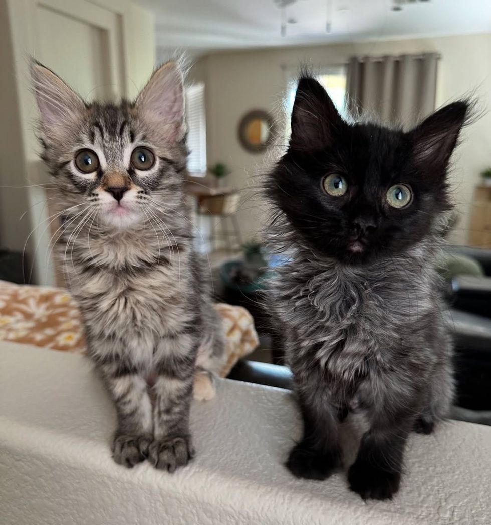 fluffy kittens coat panther