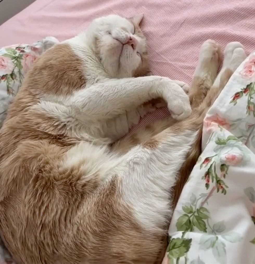 sleeping happy cat