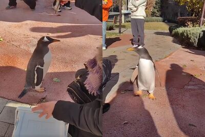 這也能養？哈爾濱女子社區中庭「遛企鵝」　居民看傻圍觀