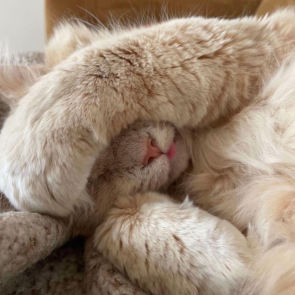 sleeping cat tongue paws