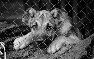 每公斤賣400元！雲林驚見65公斤「支解狗肉」　移工遭裁罰10萬