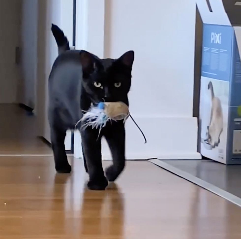 cat fetching toys