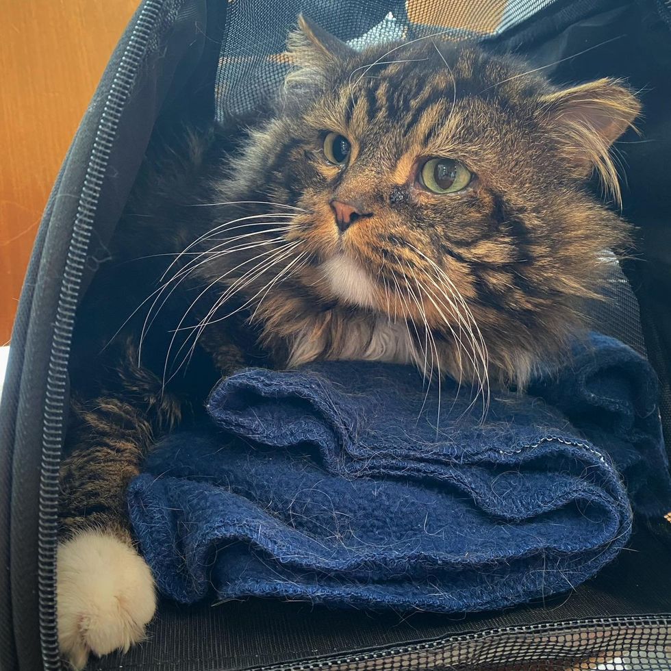 fluffy cat safe carrier