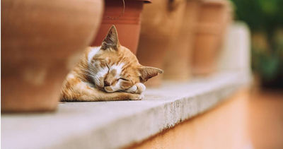 橘貓被遺棄仍守原地6年　暖心女援救