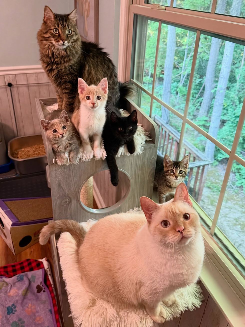 kittens cats friends