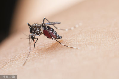 屈公病「台灣無疫苗、專治藥物」　胸腔醫急籲3招滅蚊防範