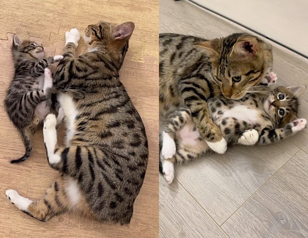 tabby cat manx tail kitten