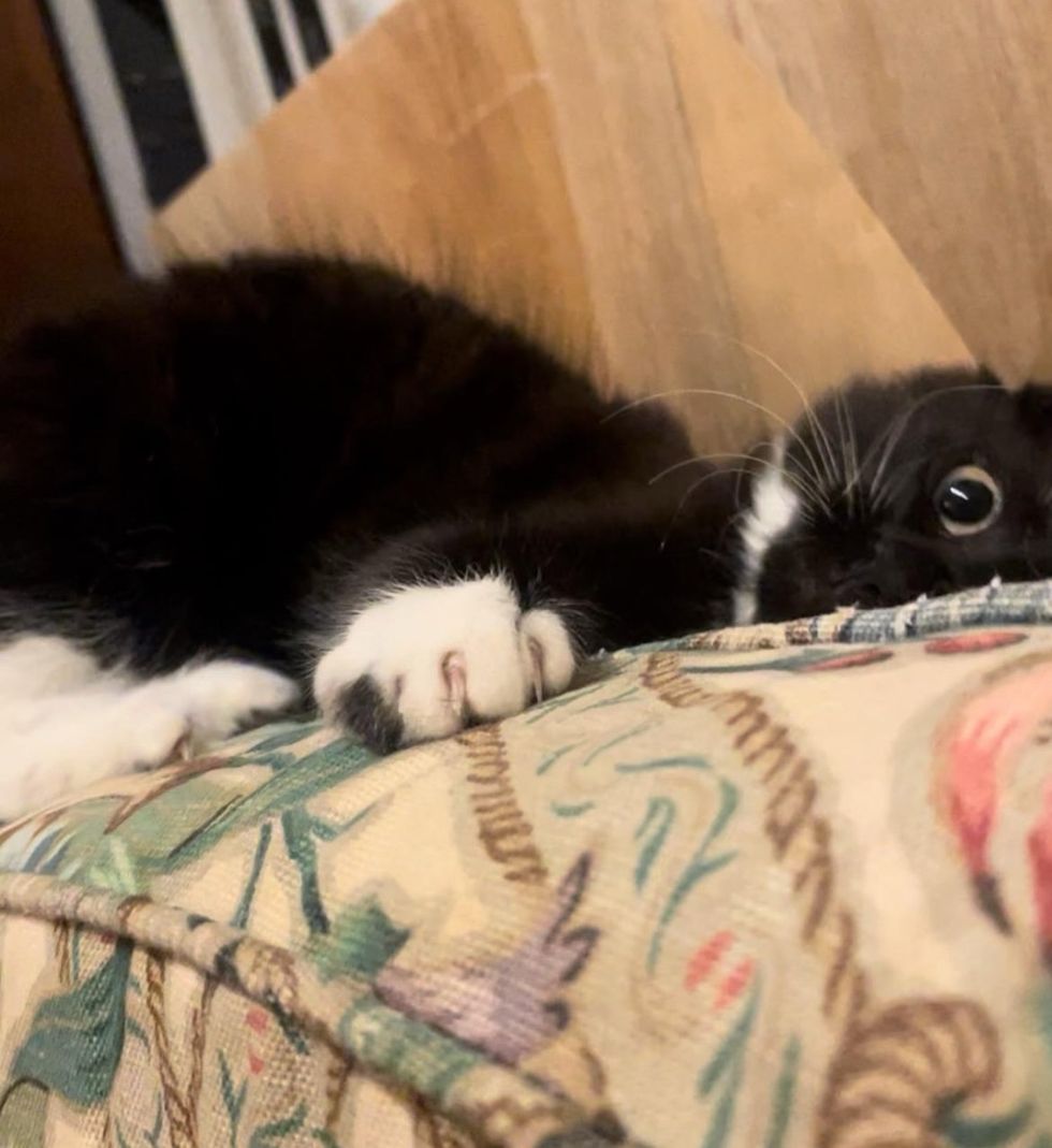 tuxedo kitten playful